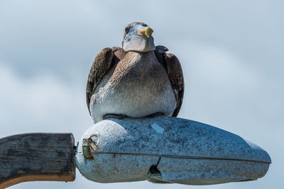 Close-up of pelican perching on streetlamp against sky