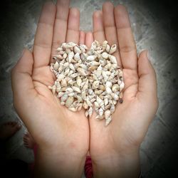 Close-up of hand holding apple