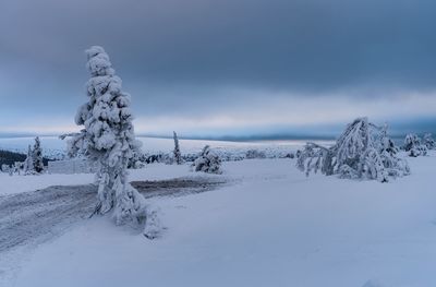 Snow covered trees against sky