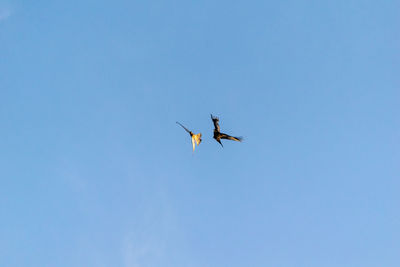 Low angle view of birds flying in sky