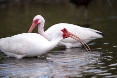 White ibis bird eudocimus albus wades through a marsh and forages for food in the myakka river 