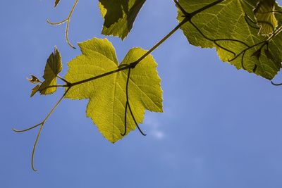 Low angle view of maple leaves against sky