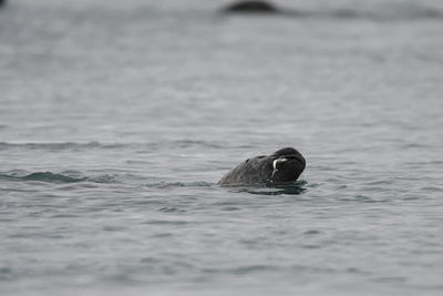 View of turtle swimming in sea