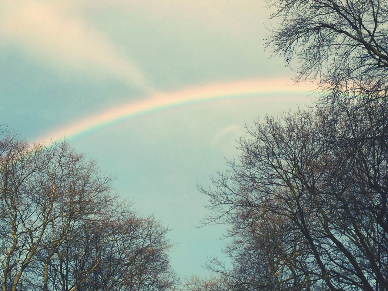 rainbow, tree, bare tree, beauty in nature, scenics, tranquility, branch, low angle view, tranquil scene, nature, sky, multi colored, cloud - sky, day, cloud, treetop, non-urban scene, outdoors, high section, majestic, no people, remote