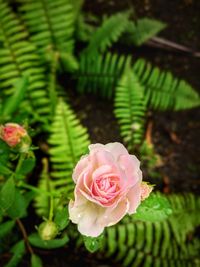 Close-up of pink rose blooming outdoors