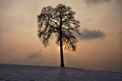 Silhouette tree by sea against sky during sunset