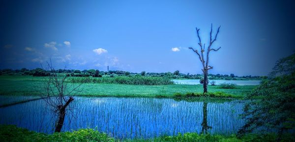 Scenic view of field against sky