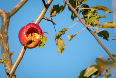 Low angle view of fruits on tree against sky