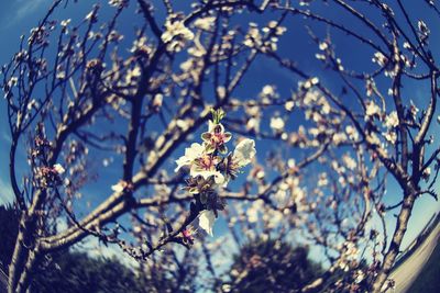 Low angle view of flowers against blue sky