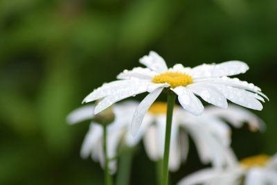 Water drops on daisy flower growing outdoors