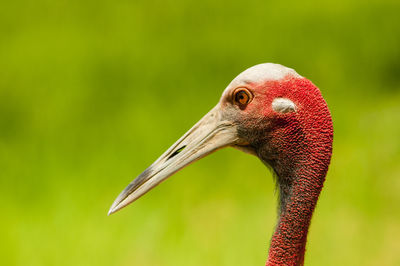 Close-up of a bird