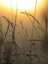 Close-up of silhouette grass against sunset sky