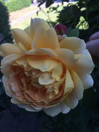 Close-up of rose blooming outdoors