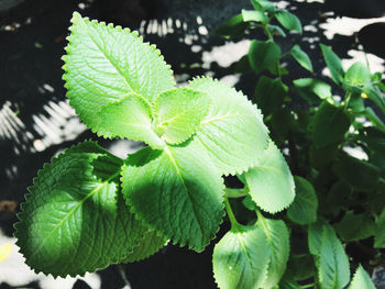 Close-up of green leaves