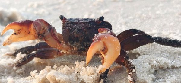 Close up of the fiddler on the beach 