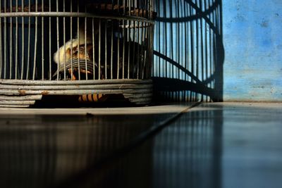Close-up of animal in cage