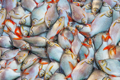 High angle view of fish for sale in market