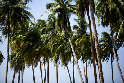 Low angle view of coconut palms on ross island, officially named netaji subhash chandra bose island.