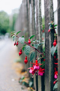 Close-up of red flowers