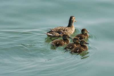 Duck with ducklings swimming in lake