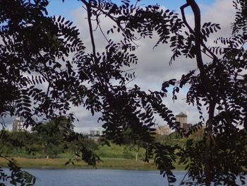 Scenic view of forest against sky
