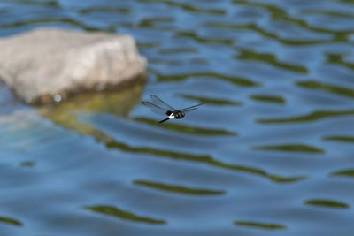 High angle view of insect on lake