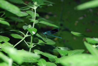 Close-up of insect on plant
