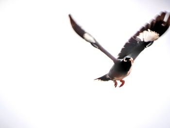 Close-up of bird flying