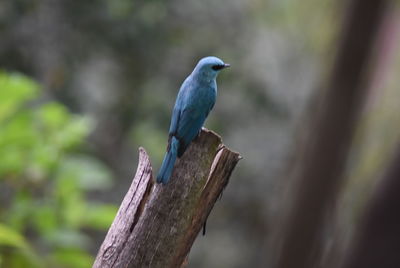 Close-up of bird perching on wooden post