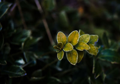 Close-up of plant growing outdoors