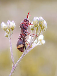 Close-up of insect on plant