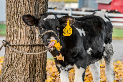 Cow tied to a tree outdoors