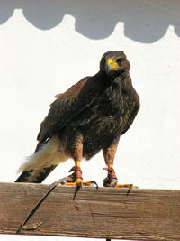 Low angle view of harris hawk on wood against wall