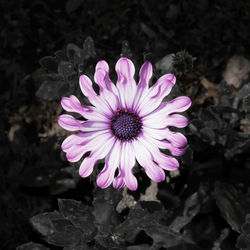 Close-up of pink flower blooming outdoors