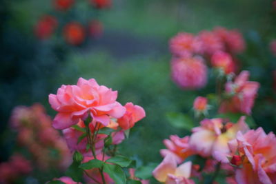 Close-up of pink flowering plants