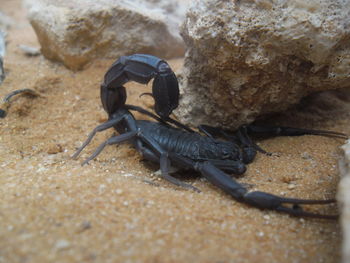 High angle view of scorpion on sand by rock at beach