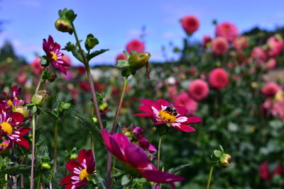 Close-up of pink flowering plants on field