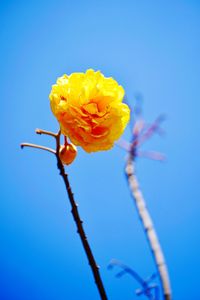 Close-up of yellow flowering plant against blue sky