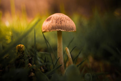 Close-up of mushroom in grass