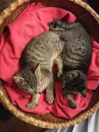 High angle view of cat sleeping in basket