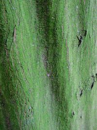 Full frame shot of green tree trunk