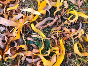 Full frame shot of yellow plants