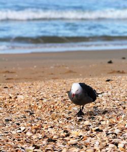 Seagull perching at beach