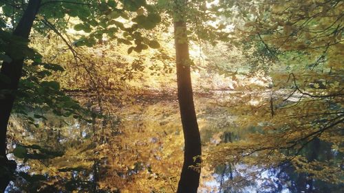 Trees in forest