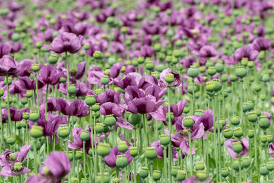 Close-up of purple crocus flowers