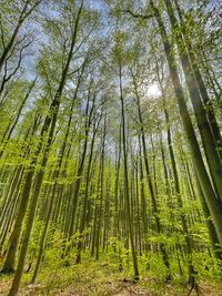 Low angle view of bamboo trees in forest