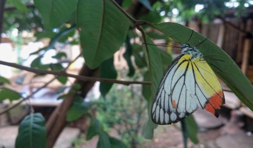 Close-up of butterfly on leaf