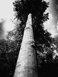 Low angle view of trees against sky in forest