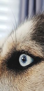 eye