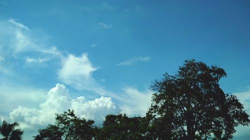 Low angle view of trees against blue sky